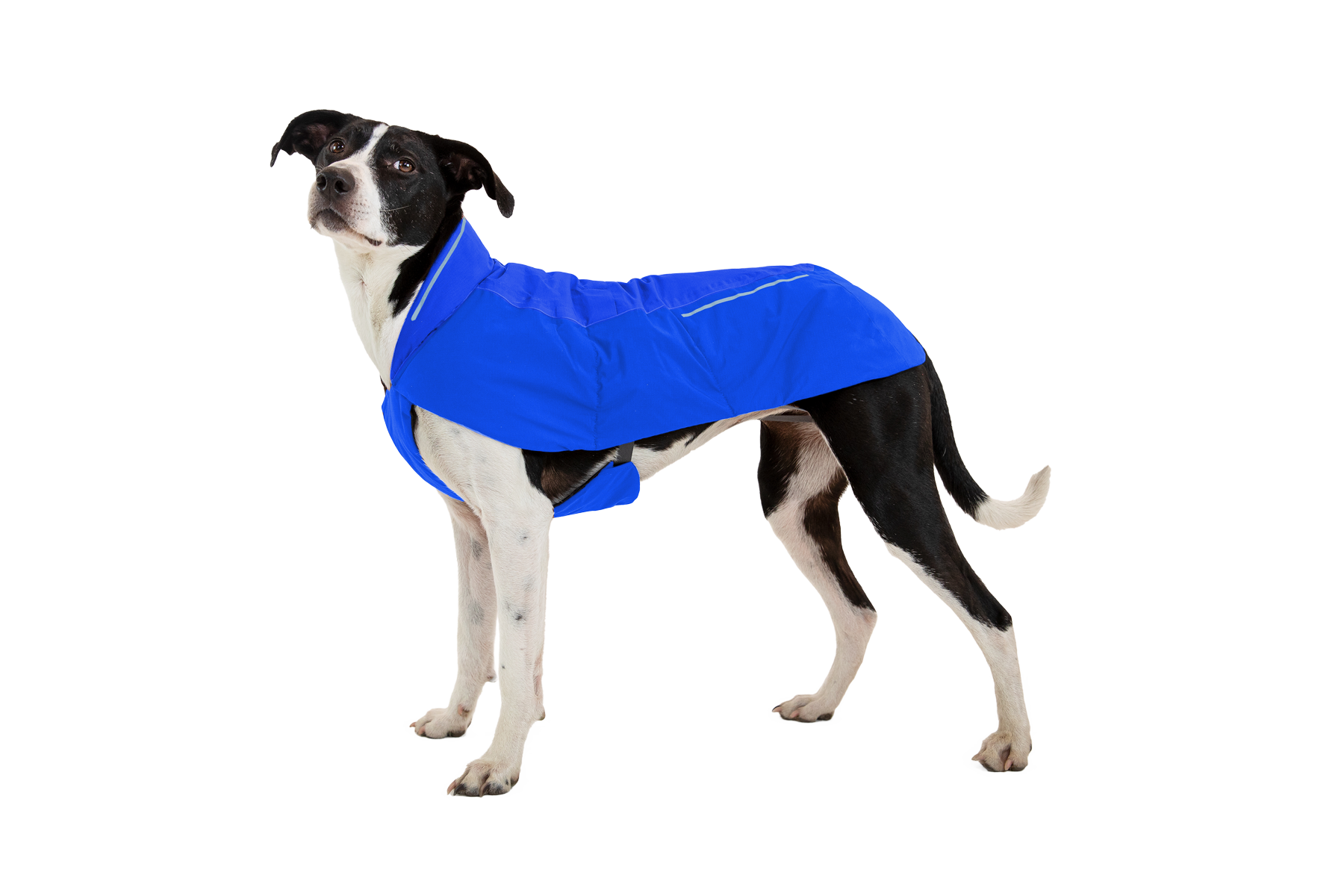 05751_Vert-Jacket_Blue-Pool_On-Dog_SMALL_ac8d3764-60c0-4787-8ba6-53bc1962f1c4.png