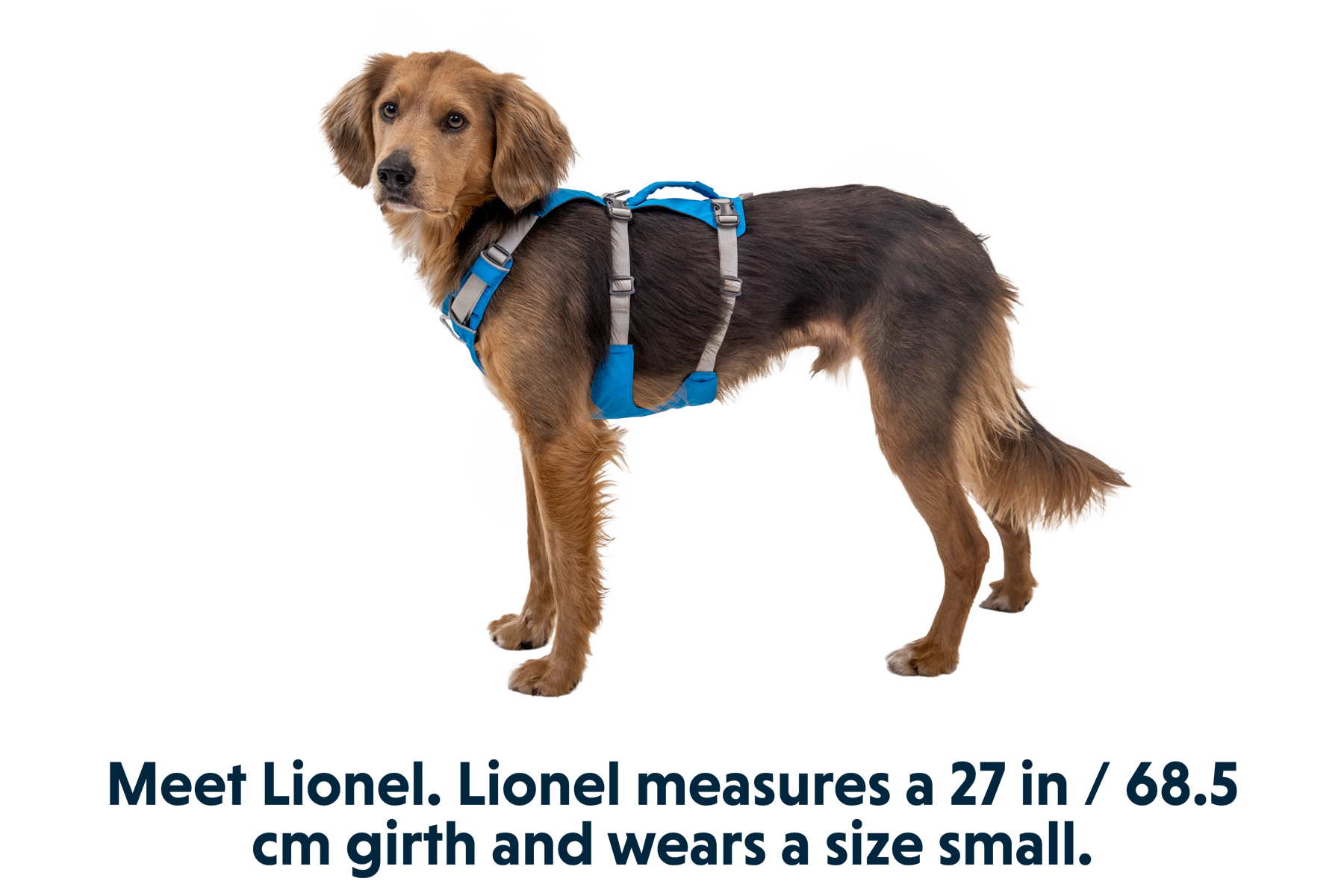 30551_Flagline-Harness_Blue-Dusk_LIONEL_Small_a248c833-468f-4b5a-a093-0033d166b9d3.png