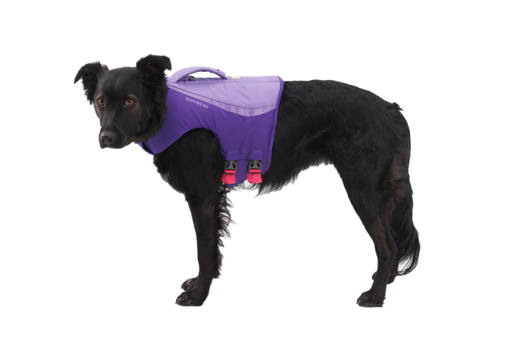 CompressedPNG-45103_Float-Coat-Life-Jacket_Purple-Lily_On-Dog_STUDIO.png